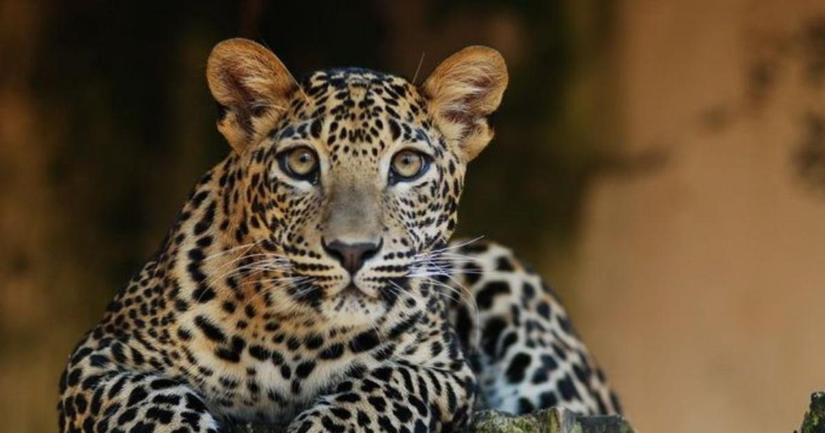 Levharti na Srí Lance jsou „pod velkým tlakem“, útok na mnicha je ovšem neobvyklý