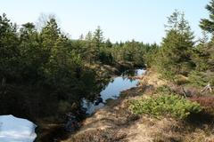 Rašeliniště v Krušných horách