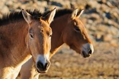 Koně Převalského v Mongolsku