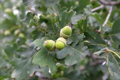 Příroda Prokopského údolí