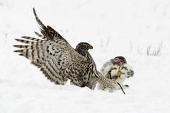 Nejlepší snímky 2011/zvířata