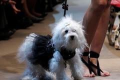 Psí módní přehlídka - Buenos Aires 2011