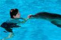 Dolphin Tale