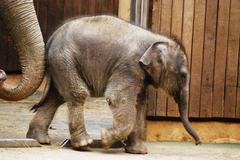 Slůně v ostravské ZOO