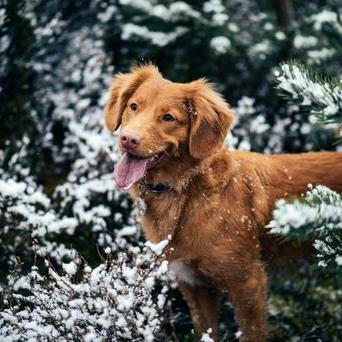 Promeňte lenocha v aktivního psa