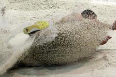 Atletický víceboj ve Stromovce (Šebrle)