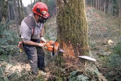 Motorová pila, kácení stromů, těžba dřeva - ilustrační foto