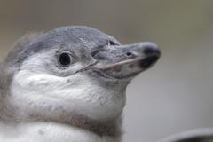 Mládě tučňáka Humboldtova