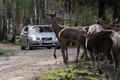 Auto a divoká zvěř