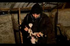 V Gruzii se narodilo šestinohé jehně