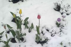 Květnové zátiší