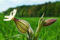 Silenka z čeledi hvozdíkovitých