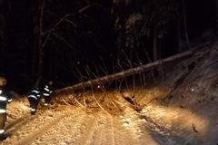 Popadené stromy Liberec