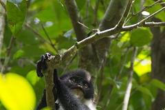 "Vyhynulý" hulman šedý Millerův