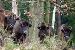 Zubři v bývalém vojenském prostoru Ralsko