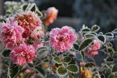 Jinovatka, zima, mráz - ilustrační foto - Veselí nad Lužnicí