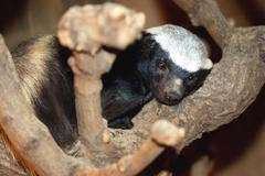 Samice medojeda Barča