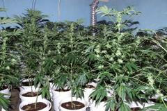 Pěstírna marihuany
