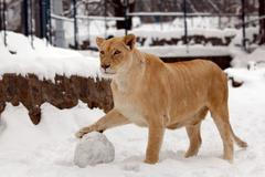 Zvířecí říše v zimě 2012