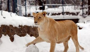 Zvířecí říše v zimě 2012