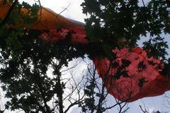 Paraglidista uvízl ve větvích