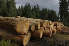 Kulatina, kácení stromů, těžba dřeva - ilustrační foto