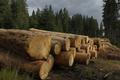 Kulatina, kácení stromů, těžba dřeva - ilustrační foto