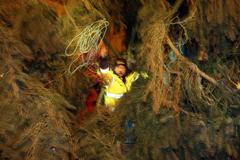 Ukotvení vánočního stromu