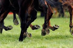 Velká Pardubická 2011