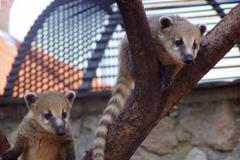 Lesní zoo v Hluboké nad Vltavou