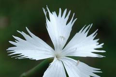 Hvozdík písečný český