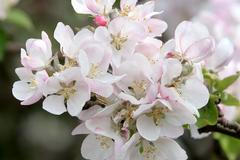 Jaro. Ilustrační foto.