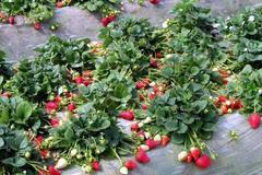 Jahody pěstované na plastové fólii