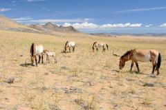 Hříbata českých převaláků v Mongolsku