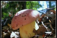 houby pelda hřib královský