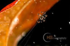 Aukce Reuters: makrofotky Milana Blšťáka