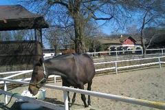 Napajedla. Jaro přišlo i do místního hřebčína