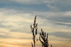 NEPOUŽÍVATvČLÁNCÍCH!!! Dokumentujeme - Tropy 2012