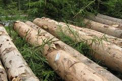 Chemií proti kůrovci