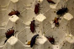 Hmyz jako delikatesa