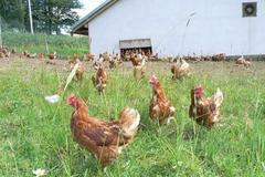Ekologický chov drůbeže