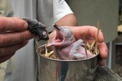 Ptáče zoo Děčín