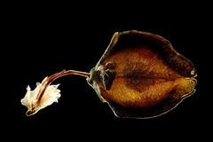 Obrazem: Fascinující fotografie semen z mikroskopu