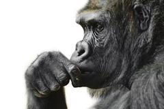 Zoo Praha - Gorila Bikira