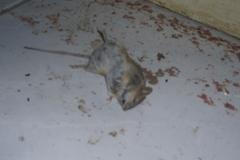 Hlodavec v pražské prodejně potravin