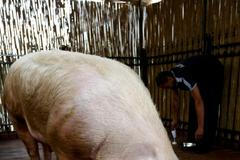 Ukrajinské prase Funtik se přiklonil na stranu Rusů