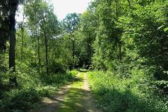 Dománovický les na Kolínsku