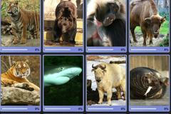 Hledáme zvířecí celebritu