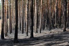 Spálený les u Bzence