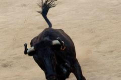 Běh s býky - španělská Pamplona